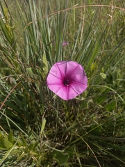 Ipomoea crassipes