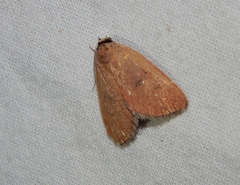 Plecoptera sarcistis