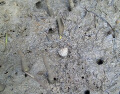 Bembicium auratum
