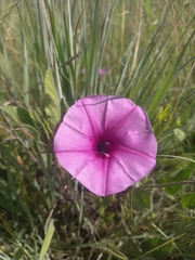 Ipomoea crassipes