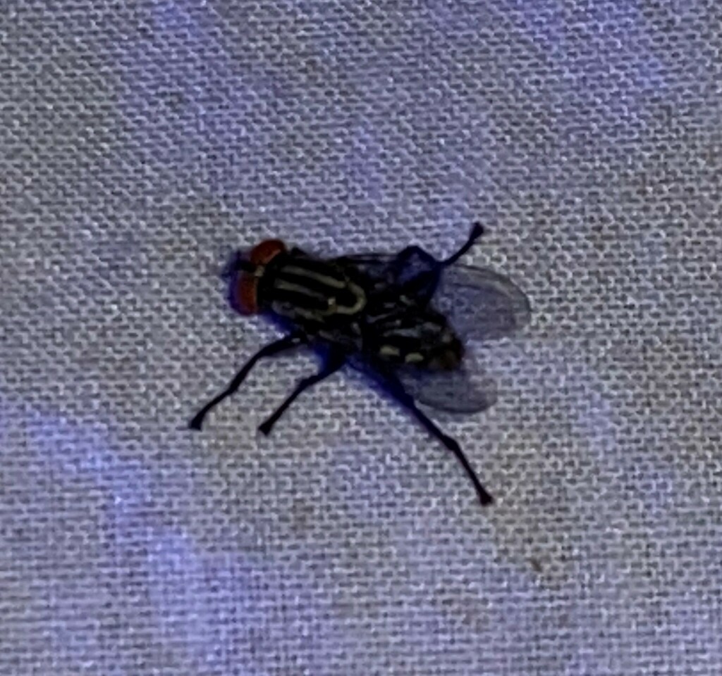 Muscoid Flies from Suburban Heights, Gainesville, Alachua Co., FL, USA