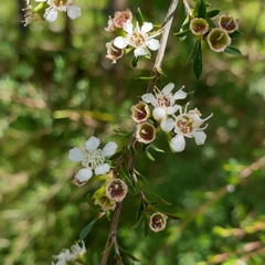 Kunzea leptospermoides