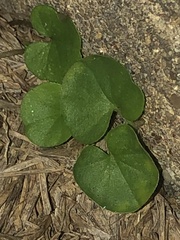 Dichondra carolinensis