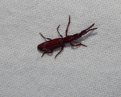 Amorphocephalina