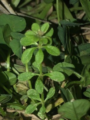 Galium bermudense