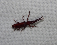 Amorphocephalina