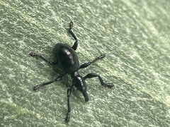 Rhynolaccus formicarius