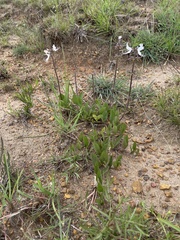 Ocimum motjaneanum