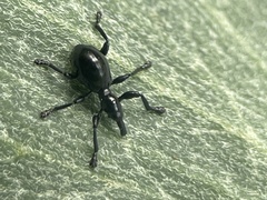 Rhynolaccus formicarius