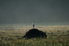 Bubulcus ibis