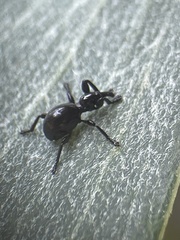 Rhynolaccus formicarius