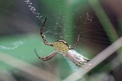 Argiope magnifica