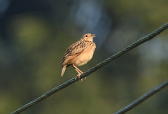 Mirafra affinis