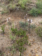 Ocimum motjaneanum