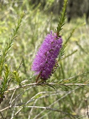 Melaleuca diosmatifolia