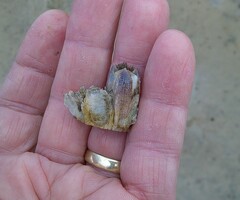 Megabalanus coccopoma