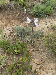 Ocimum motjaneanum