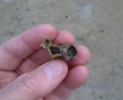 Megabalanus coccopoma