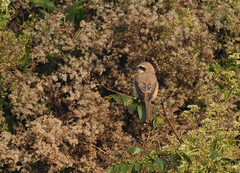 Lanius cristatus