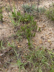 Ocimum motjaneanum