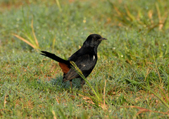 Copsychus fulicatus
