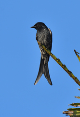 Dicrurus macrocercus