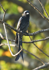 Dicrurus macrocercus