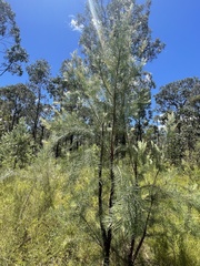 Persoonia linearis