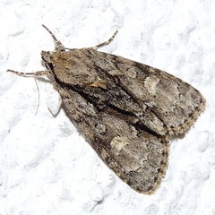 Acronicta strigosa