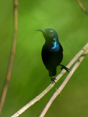 Cinnyris asiaticus