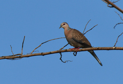 Streptopelia chinensis