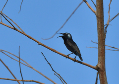 Cinnyris asiaticus