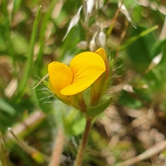 Lotus subbiflorus