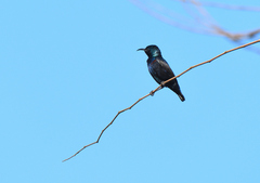 Cinnyris asiaticus