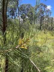 Persoonia linearis