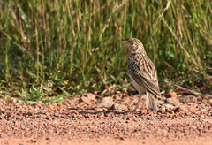 Mirafra affinis