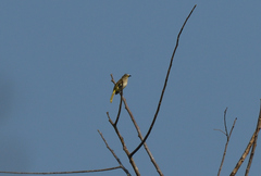 Pycnonotus luteolus