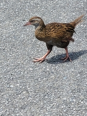 Gallirallus australis australis