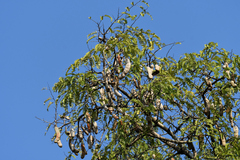 Tamarindus indica