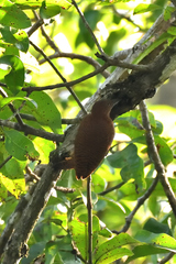 Micropternus brachyurus