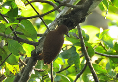 Micropternus brachyurus