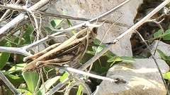 Eyprepocnemis plorans