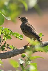 Mirafra affinis
