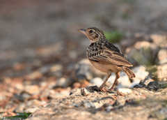 Mirafra affinis