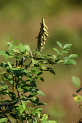 Crotalaria pallida