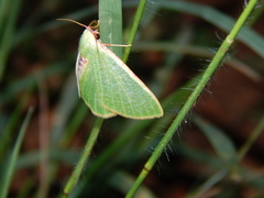 Celidomphax quadrimacula