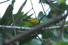 Aegithina tiphia