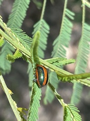 Calomela curtisi