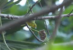 Aegithina tiphia