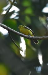 Aegithina tiphia